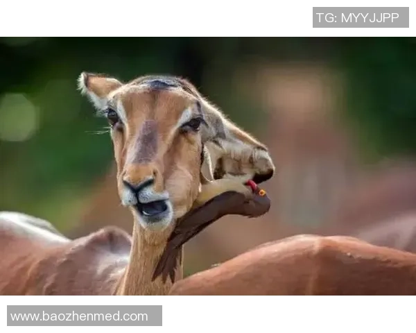 肯尼亚与坦桑尼亚的足球对决：历史战绩与未来展望